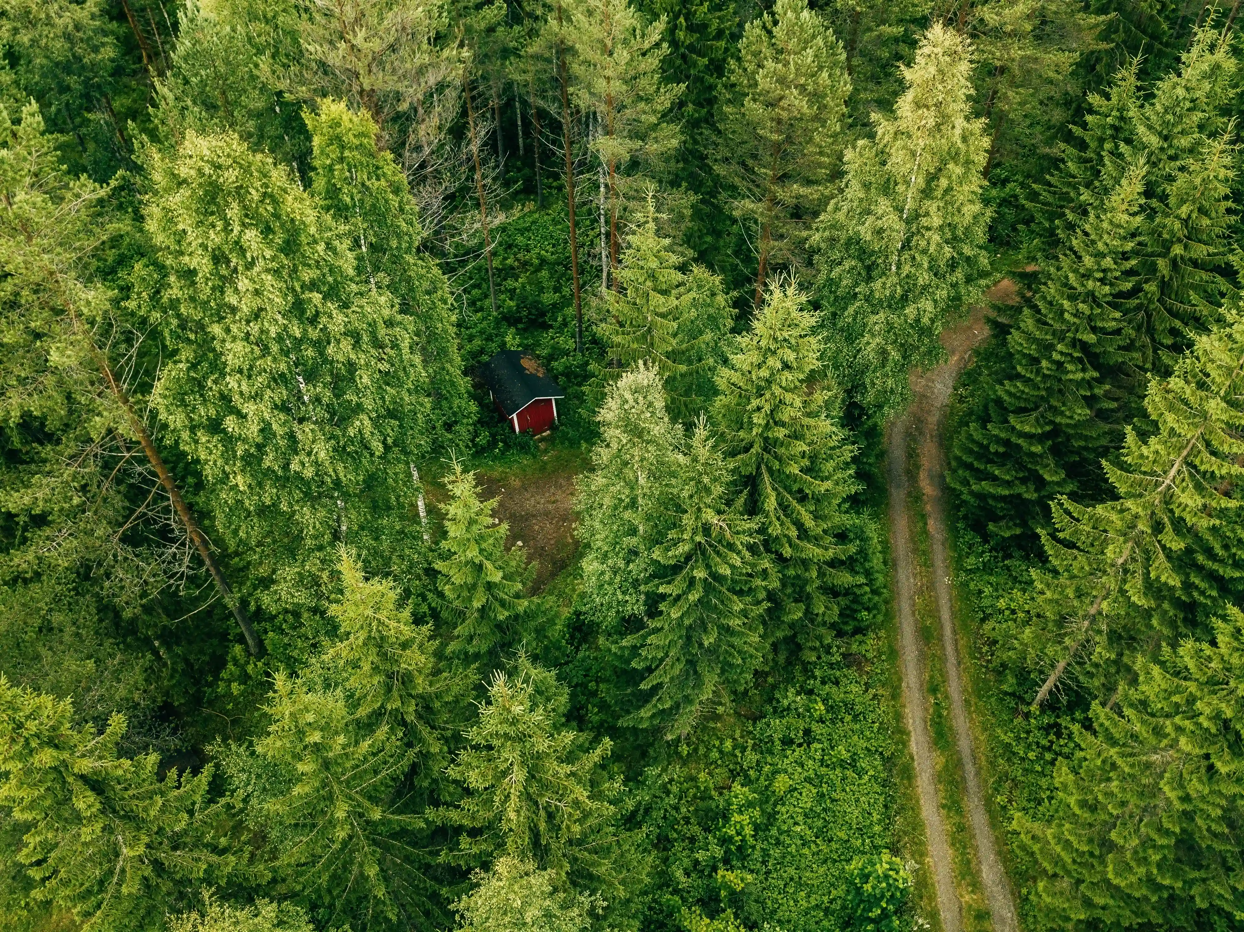 Trees