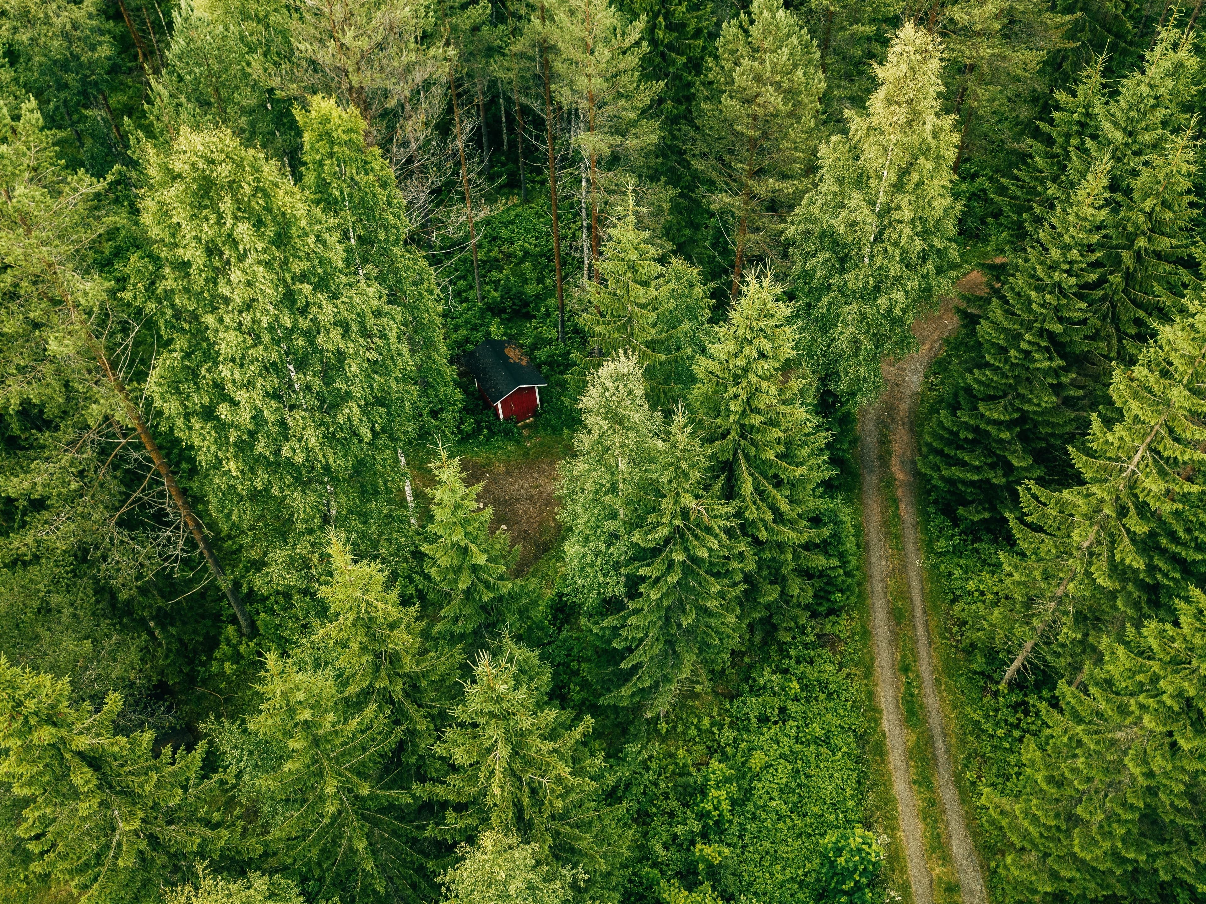 Trees